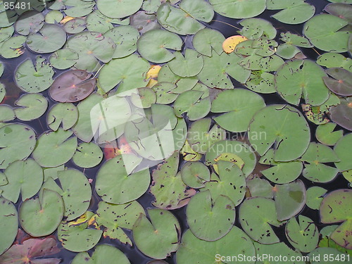 Image of lilly pads