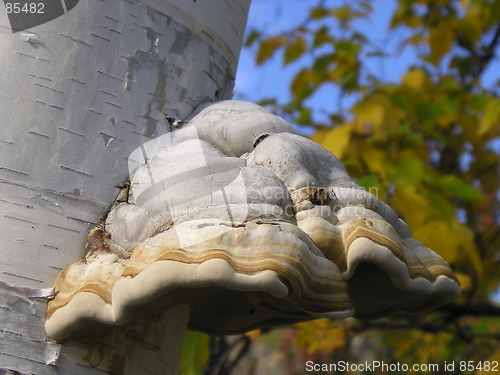 Image of Mushroom on birch tree