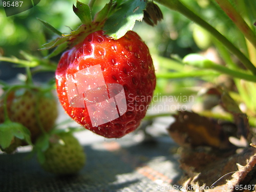 Image of Strawberry