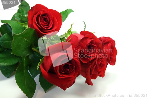 Image of Red roses