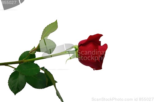 Image of Red rose