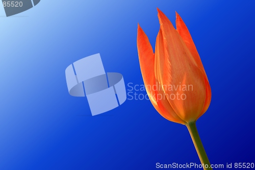 Image of Orange tulip over bleu