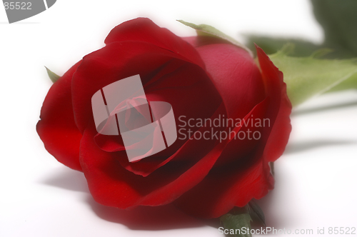 Image of Rose