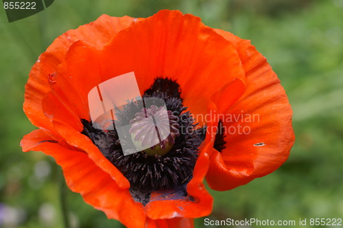 Image of Orange Poppy