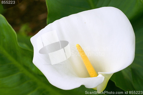 Image of Solo Calla Lily