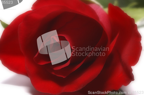 Image of Rose