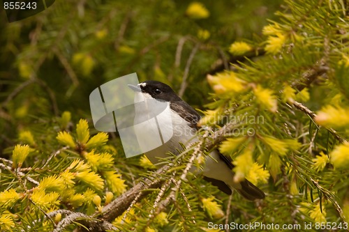 Image of Pied flycatcher