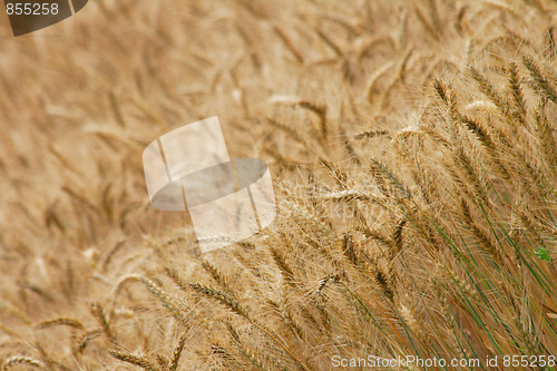 Image of golden corn field