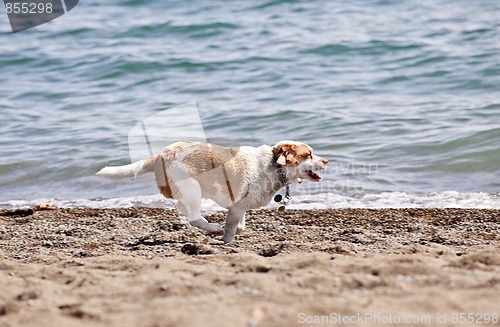 Image of Dog running on beach