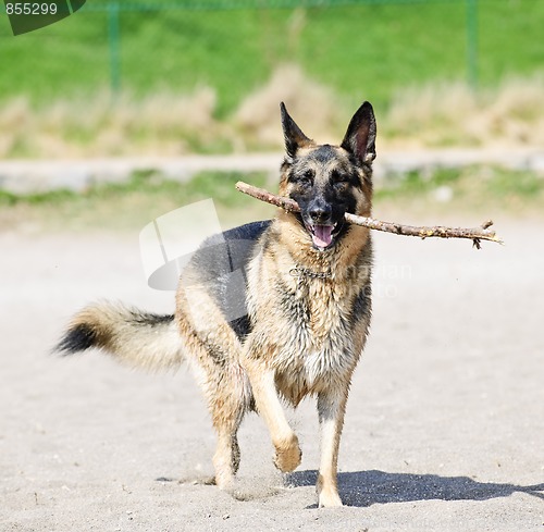 Image of German Shepherd dog on beach