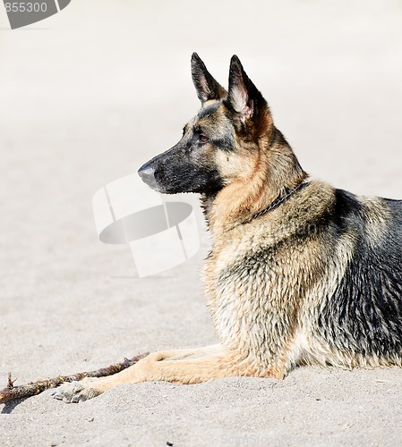 Image of German Shepherd dog on beach