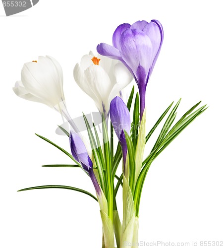 Image of Spring crocus flowers