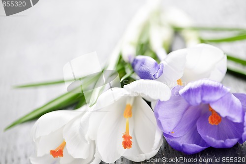 Image of Spring crocus flowers