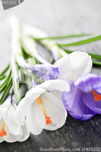 Image of Spring crocus flowers