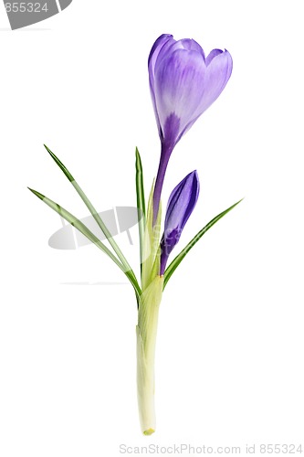 Image of Spring crocus flower