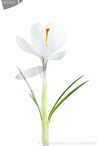 Image of Spring crocus flower