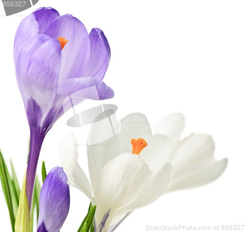 Image of Spring crocus flowers