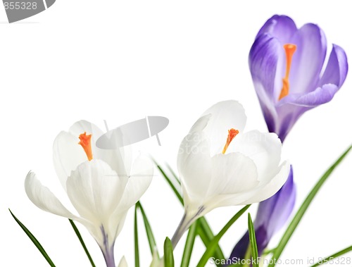 Image of Spring crocus flowers