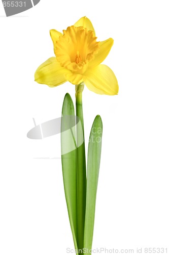 Image of Spring yellow daffodil