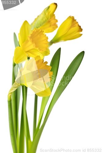 Image of Spring yellow daffodils