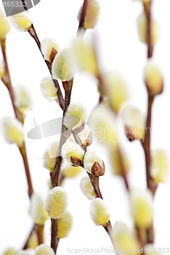 Image of Spring pussy willows