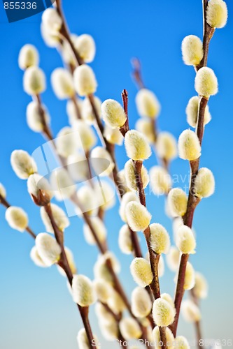 Image of Spring pussy willows