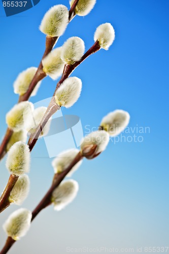 Image of Spring pussy willows