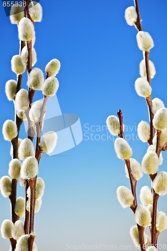 Image of Spring pussy willows