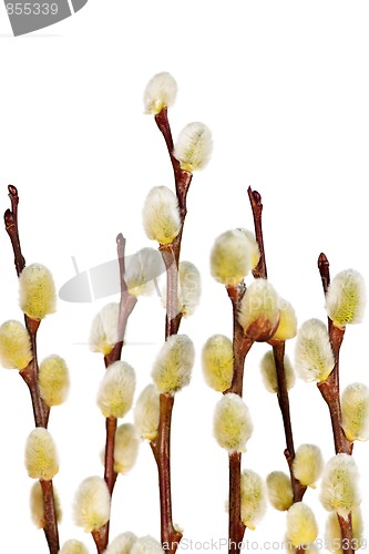 Image of Spring pussy willows