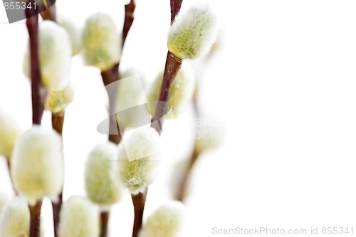 Image of Spring pussy willows