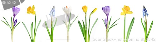 Image of Spring flowers in a row