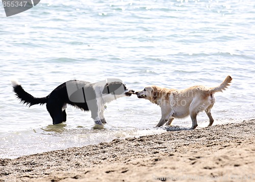 Image of Two dogs playing on beach