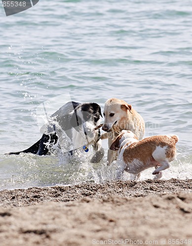 Image of Three dogs playing on beach