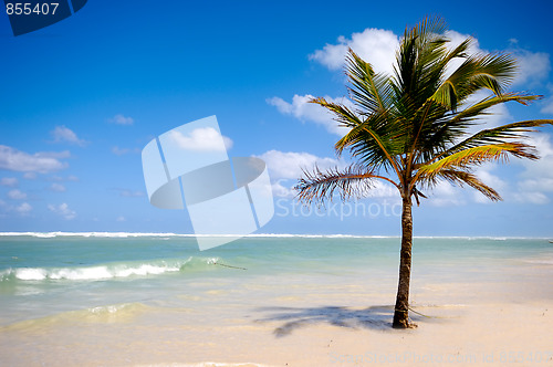 Image of Palm on beach