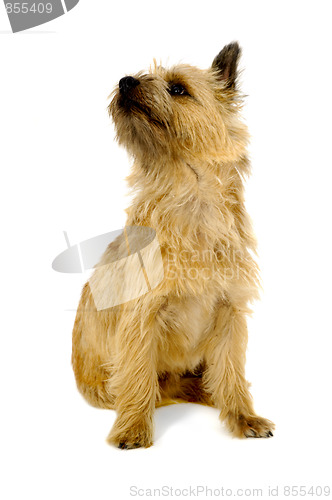 Image of Cairn Terrier Dog.