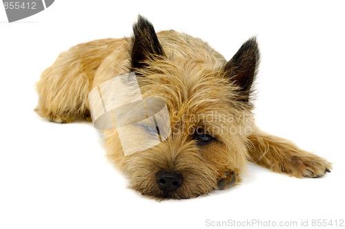 Image of Resting dog