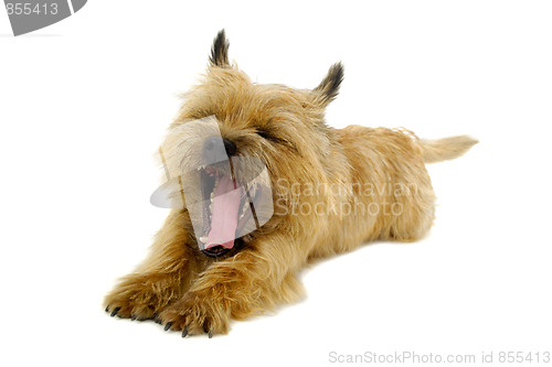 Image of Sleepy dog