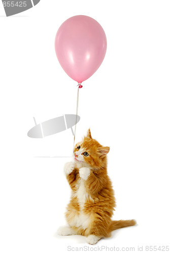 Image of Cat and balloon