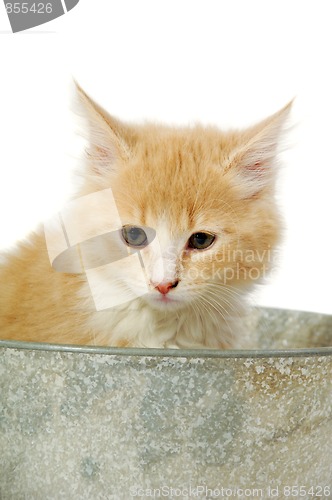 Image of Kitten in bucket
