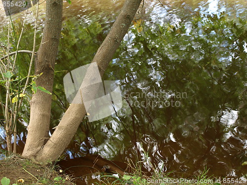 Image of Nature of the forest.
