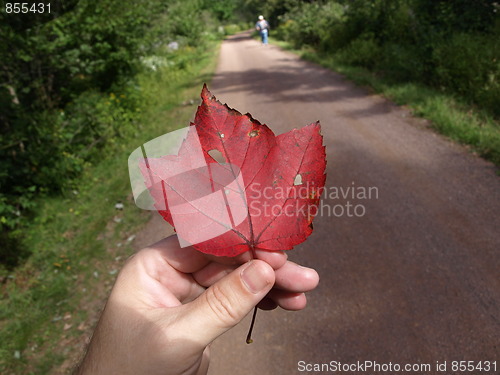 Image of Nature of the forest.