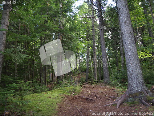 Image of Nature of the forest.