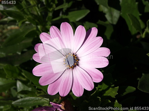 Image of Flowers in the garden.