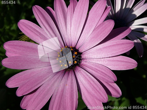 Image of Flowers in the garden.