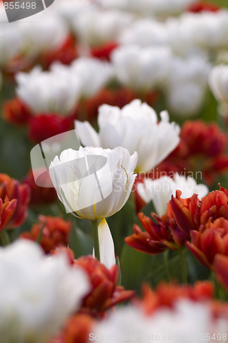 Image of red and white field of tulips, delicate and beautiful