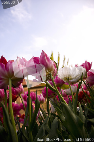Image of pinkish tulips