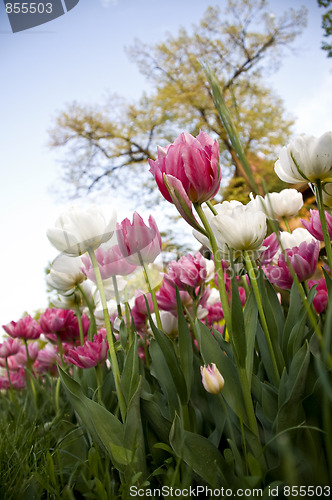 Image of pink field