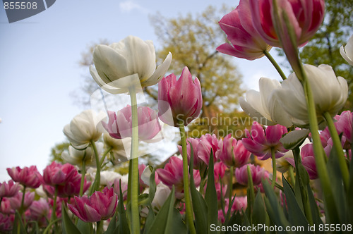 Image of hudreds of tulips