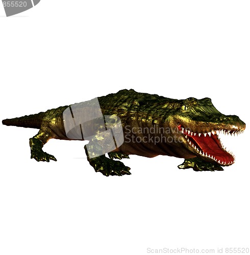 Image of Alligator 2