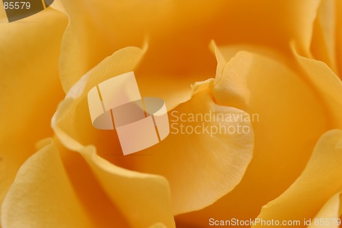 Image of yellow rose background-soft